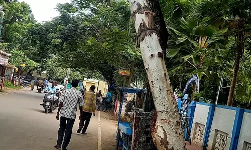 மரத்தை அப்புறப்படுத்துவார்களா?