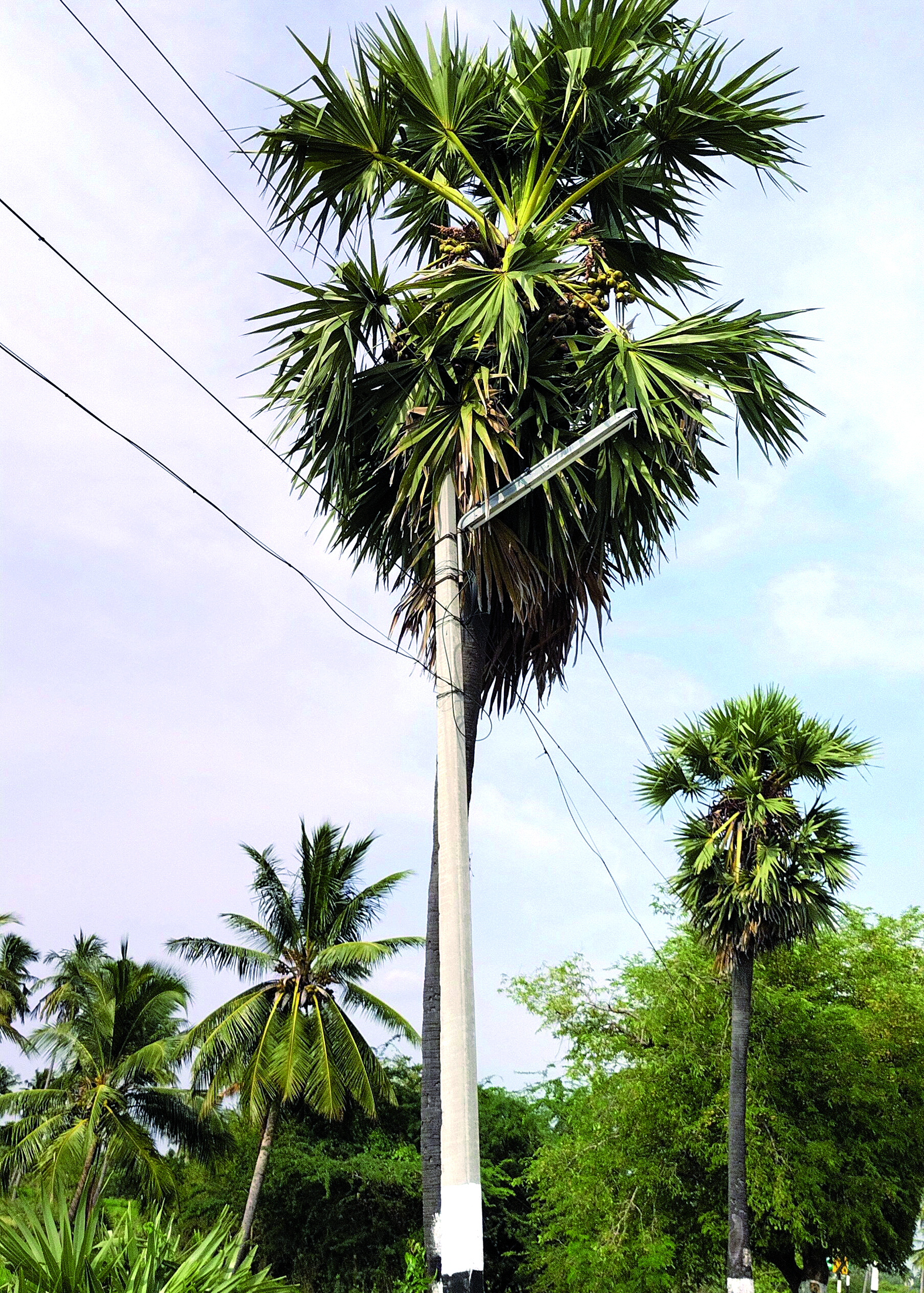 பனை மரத்தில் சாய்ந்து கிடக்கும் மின்கம்பம்
