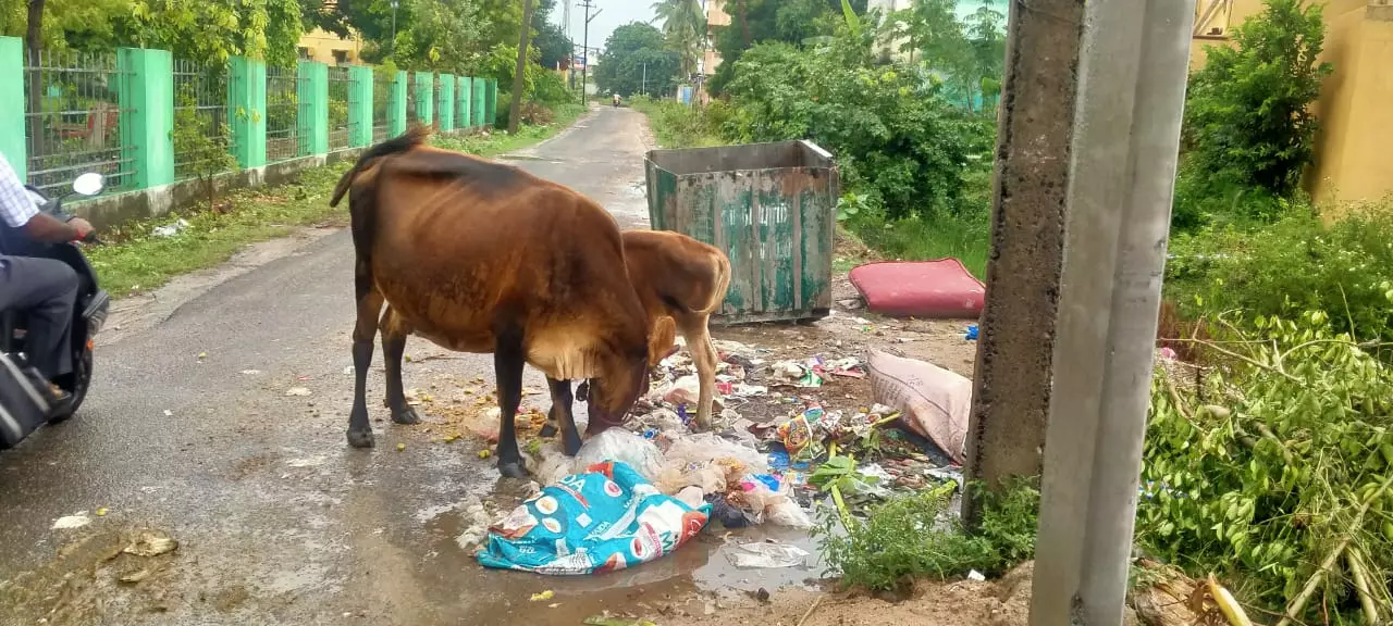 குப்பைகளால் அலங்கோலம்