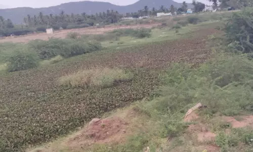 தூர்வார வேண்டிய கால்வாய் தூர்வார வேண்டிய கால்வாய்