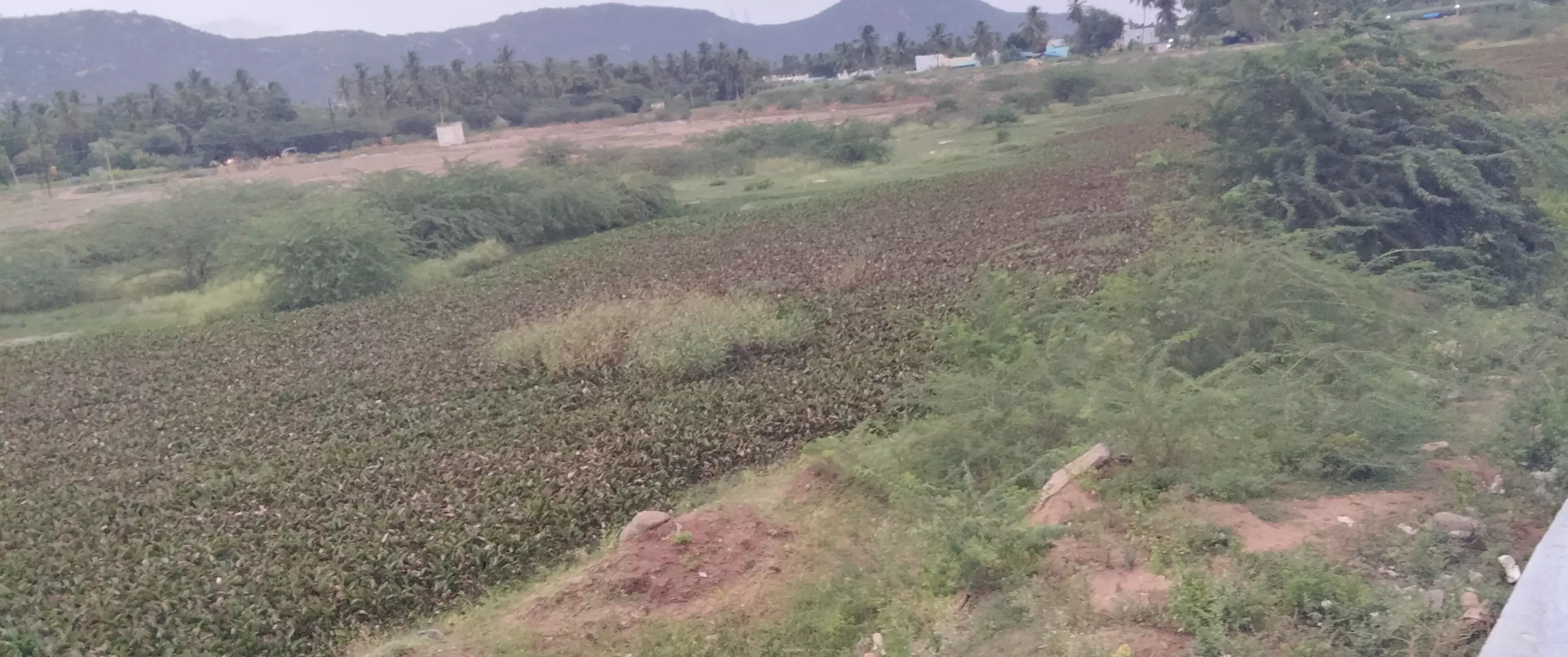 ஏரி தூர்வாரப்படுமா? ஏரி தூர்வாரப்படுமா?