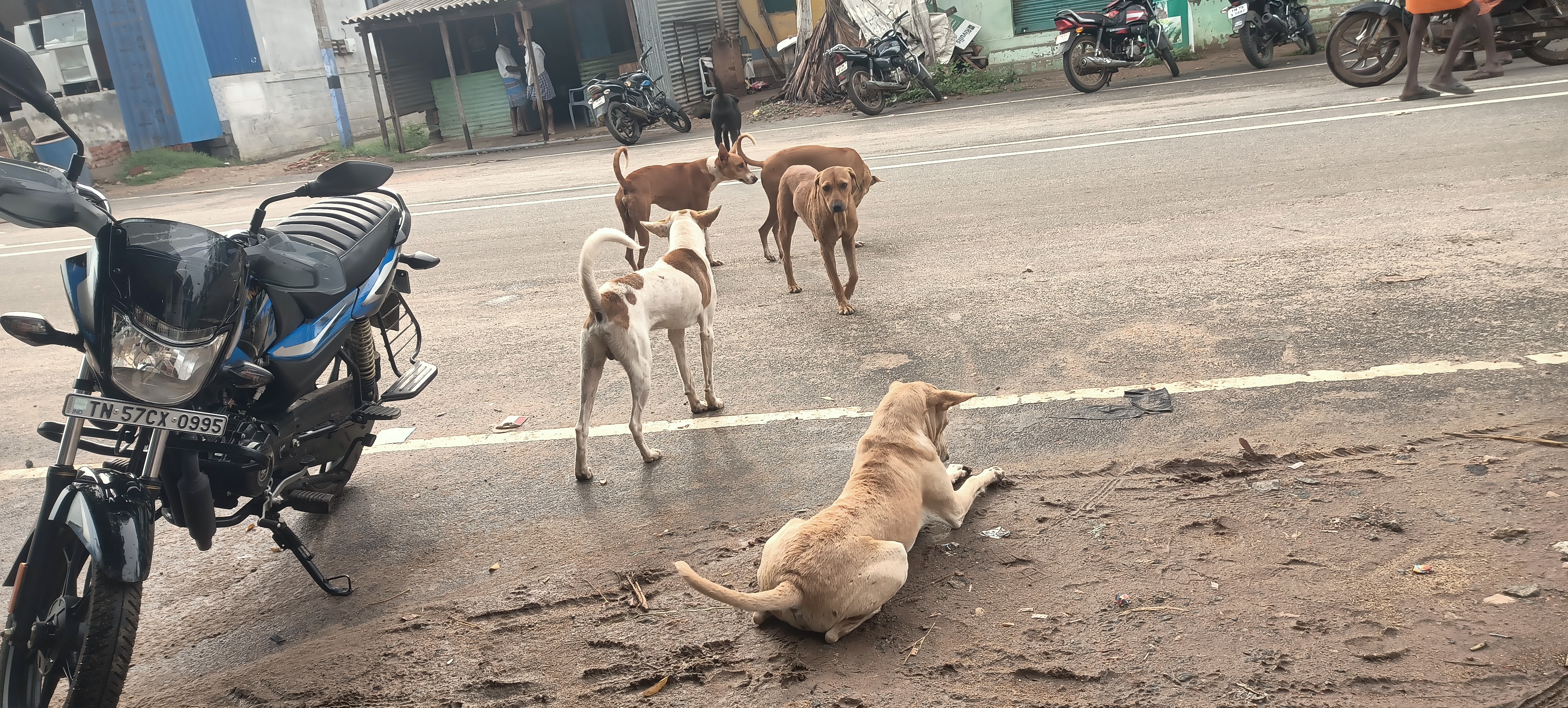 உப்புக்கோட்டையில் தெரு நாய் தொல்லை உப்புக்கோட்டையில் தெரு நாய் தொல்லை