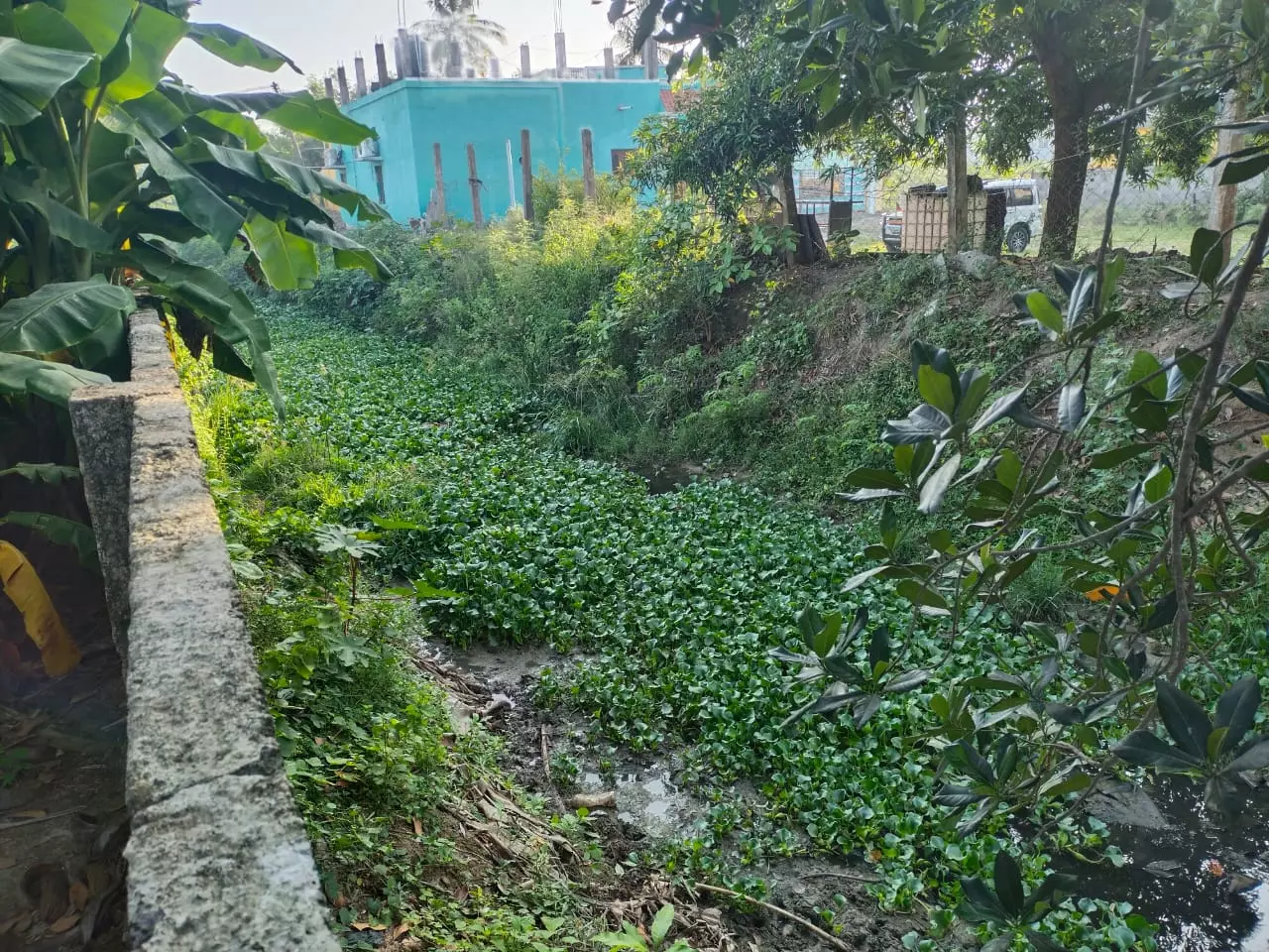 தூர்வாரப்படாத கால்வாய் தூர்வாரப்படாத கால்வாய்