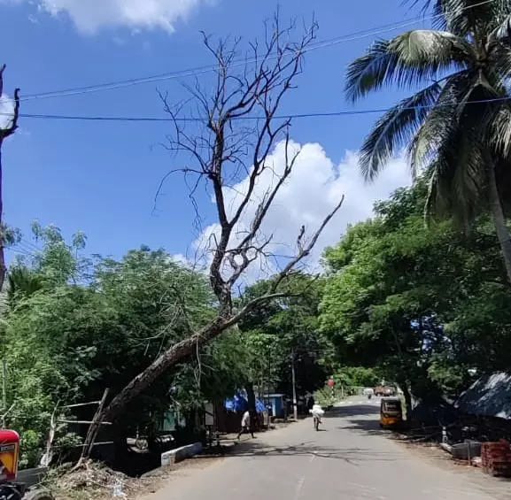 பட்டுப்போன மரம் வெட்டப்படுமா? பட்டுப்போன மரம் வெட்டப்படுமா?