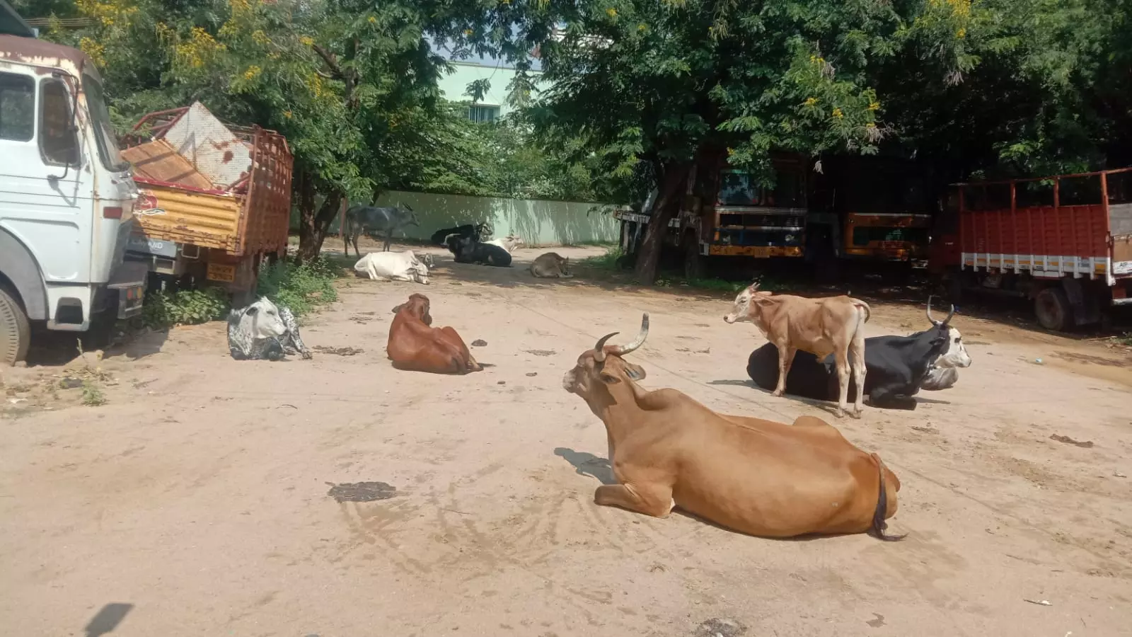 கால்நடைகளால் பொதுமக்கள் அவதி