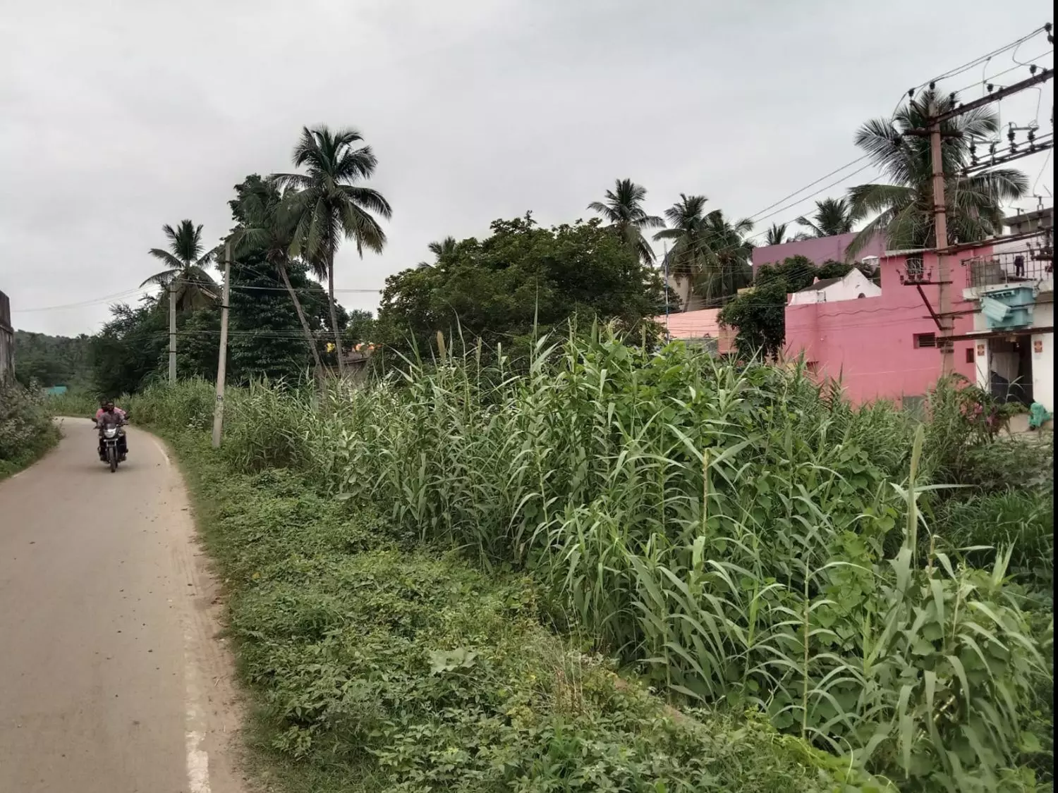 செடி, கொடிகளை அகற்றுவார்களா?