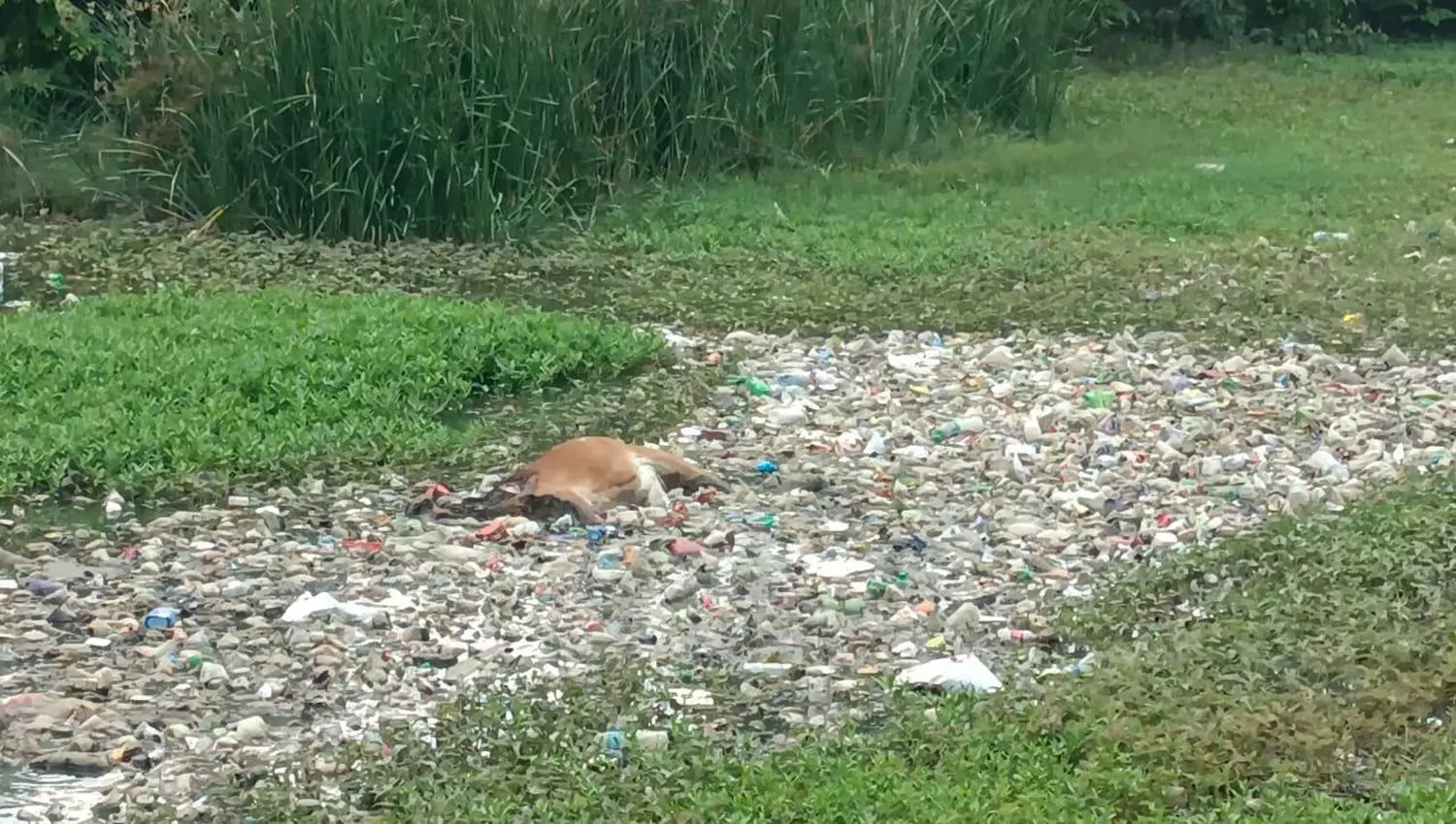 செத்து மிதக்கும் மாட்டை அகற்ற வேண்டும் செத்து மிதக்கும் மாட்டை அகற்ற வேண்டும்