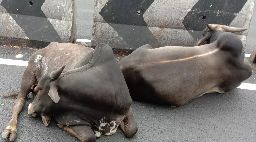 சாலையில் படுத்து கிடக்கும் மாடுகள் சாலையில் படுத்து கிடக்கும் மாடுகள்