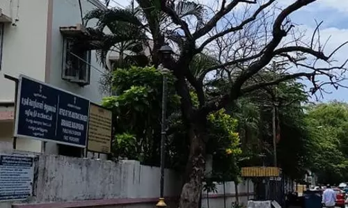 பட்டுபோன மரம்