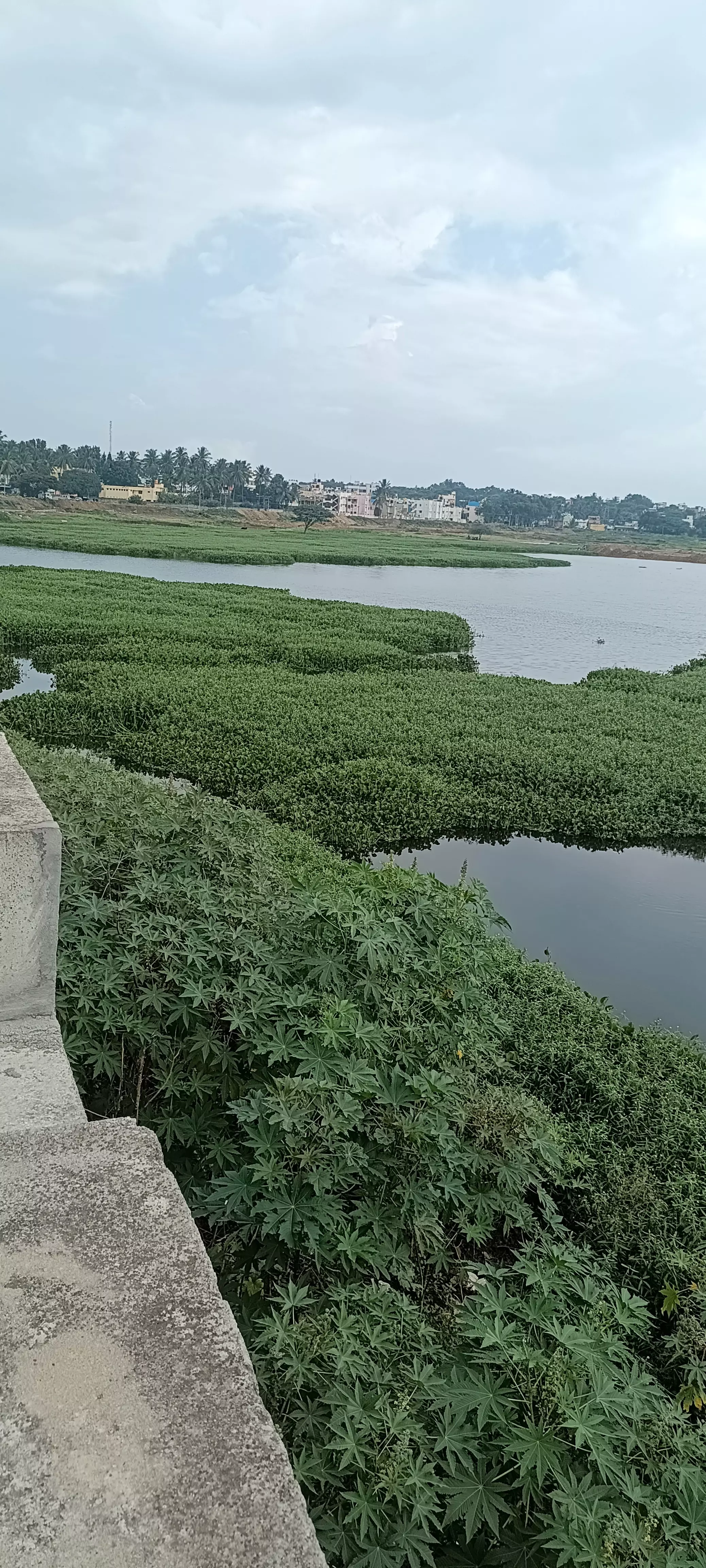 ஏரிகளை ஆக்கிரமித்த ஆகாயதாமரை