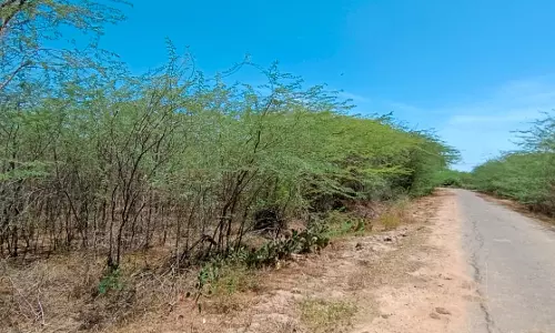 கருவேல மரங்கள் அகற்றப்படுமா? கருவேல மரங்கள் அகற்றப்படுமா?