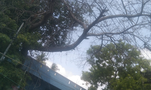 காய்ந்து நிற்கும் மரத்தை அகற்ற வேண்டும் காய்ந்து நிற்கும் மரத்தை அகற்ற வேண்டும்