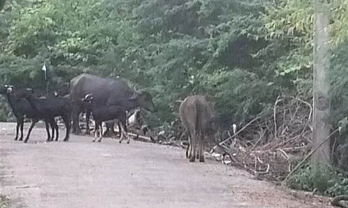 சாலையோரம் கட்டப்படும் மாடுகளால் விபத்து சாலையோரம் கட்டப்படும் மாடுகளால் விபத்து