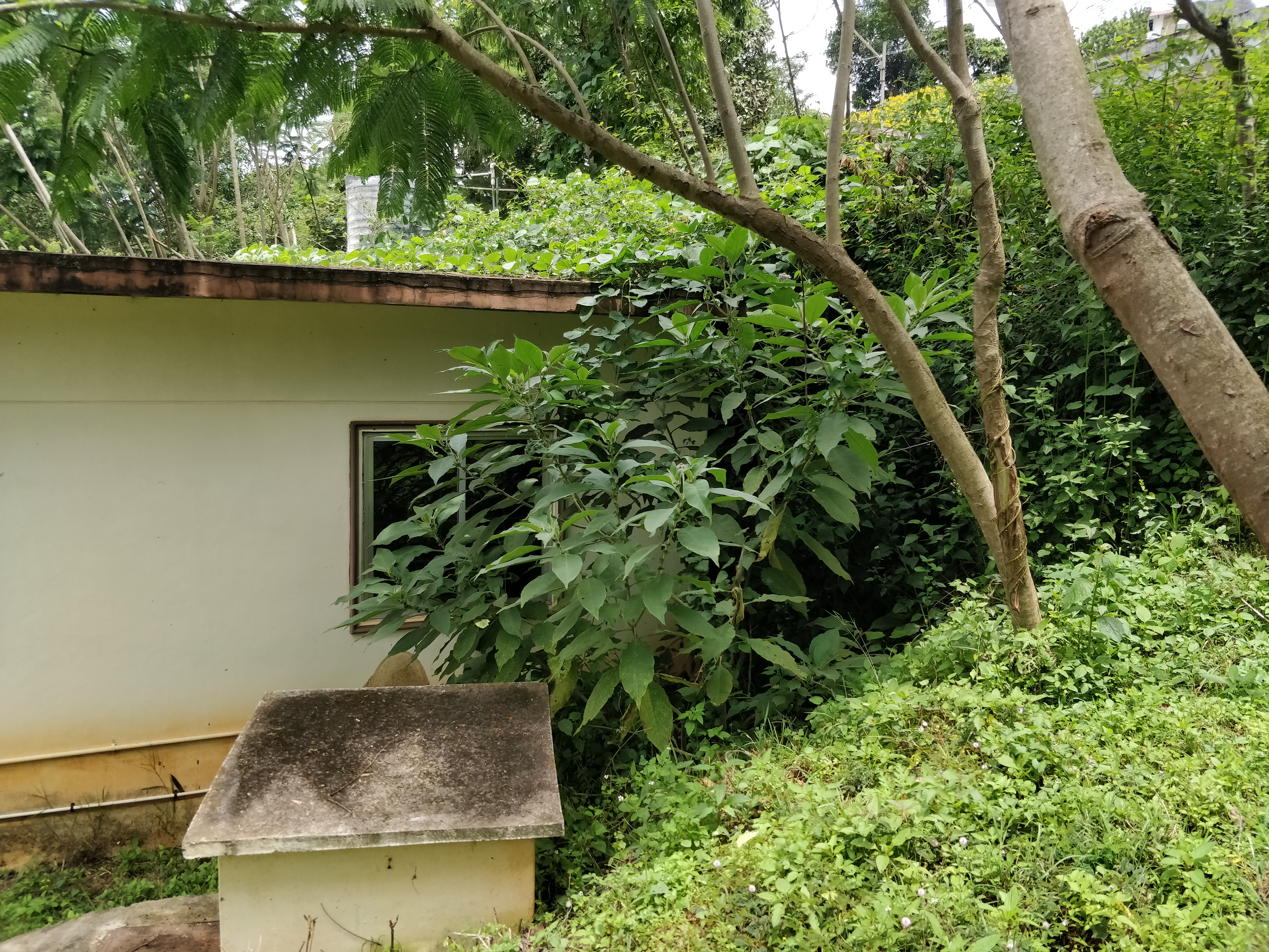 புதர் செடிகள் அகற்றப்படுமா?