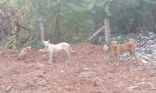 தெருநாய்கள் தொல்லை