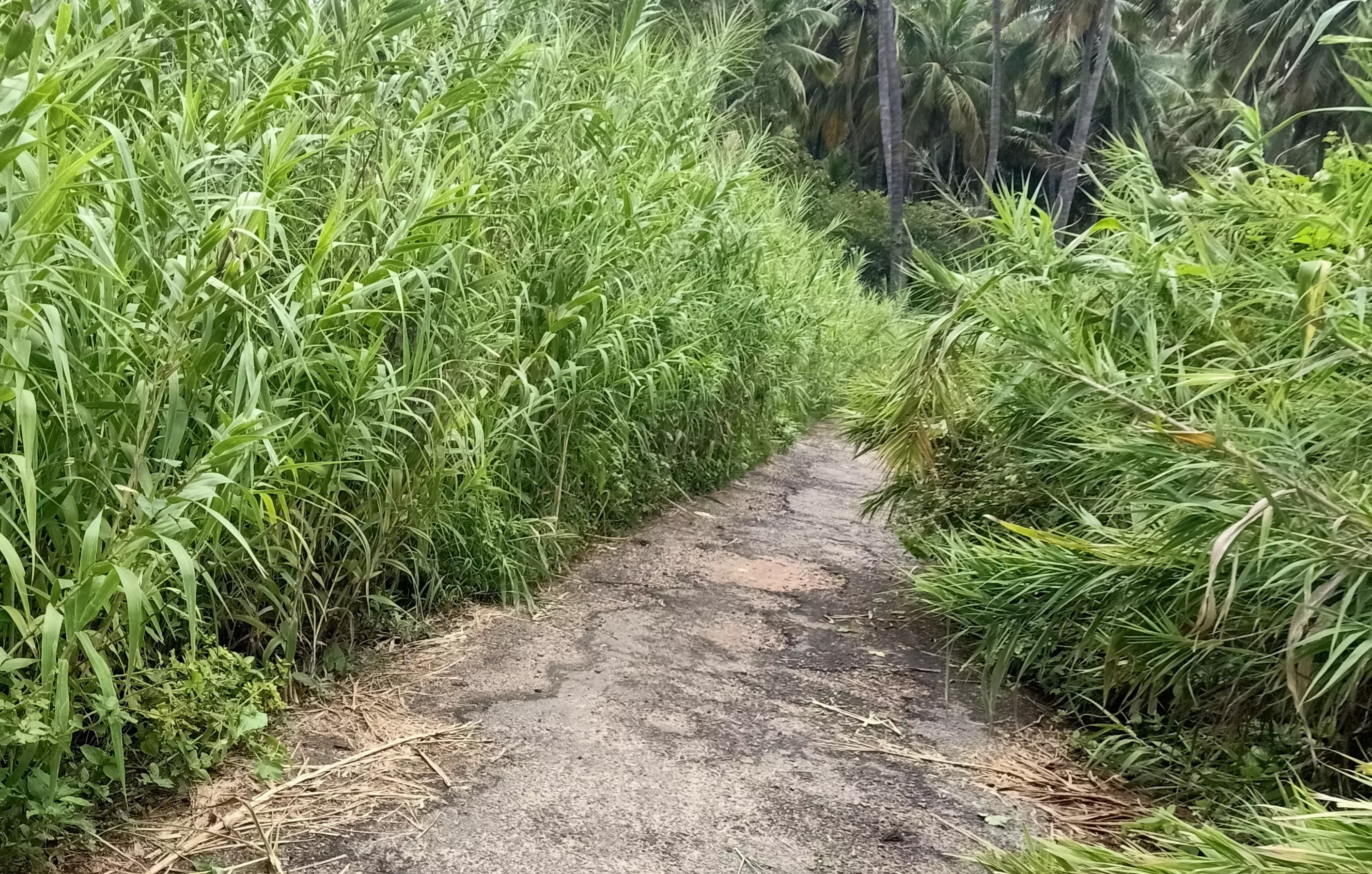 புதர்மண்டிய சாலை