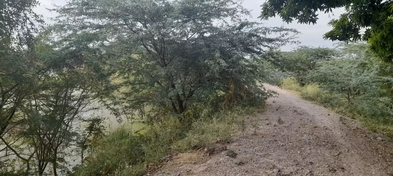 முட்புதர்களால் மறைக்கப்பட்ட பாதை