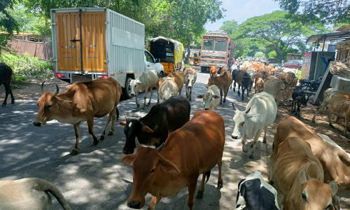 கால்நடைகளால் விபத்து கால்நடைகளால் விபத்து