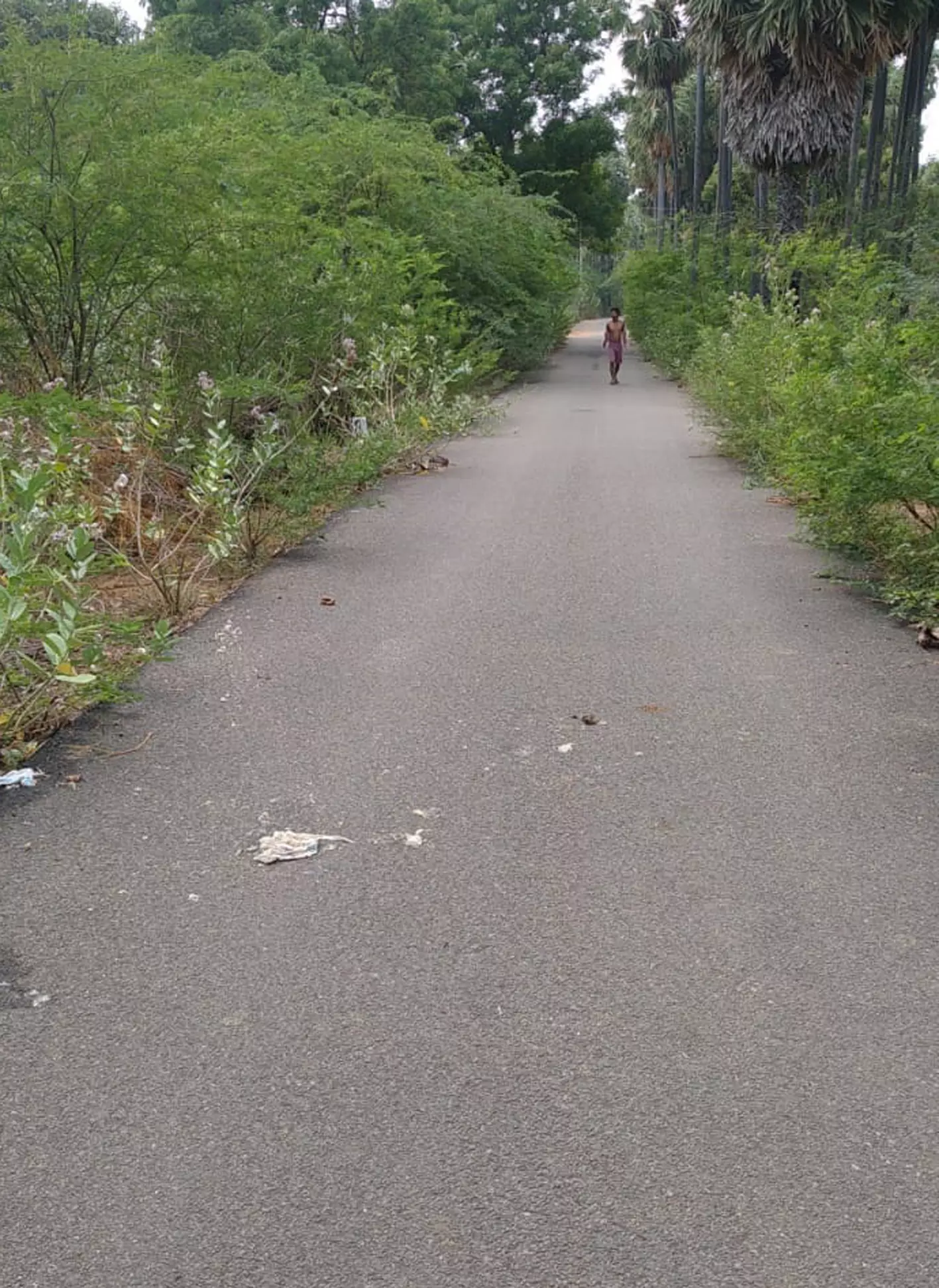 போக்குவரத்து இடையூறாக முட்செடிகள் போக்குவரத்து இடையூறாக முட்செடிகள்