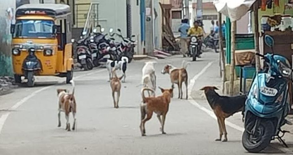 தெருநாய்கள் தொல்லை தெருநாய்கள் தொல்லை