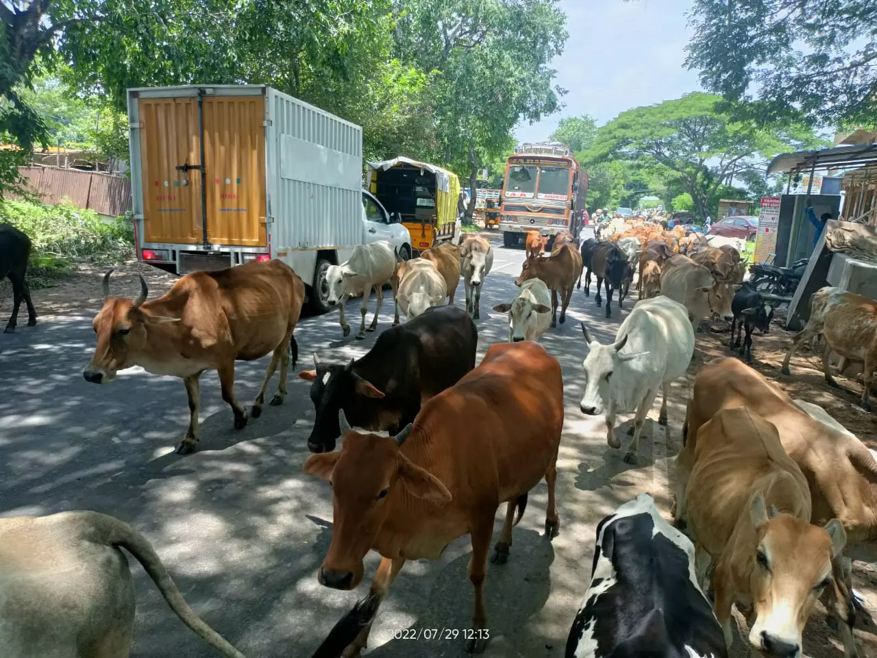 கால்நடைகளால் விபத்து கால்நடைகளால் விபத்து