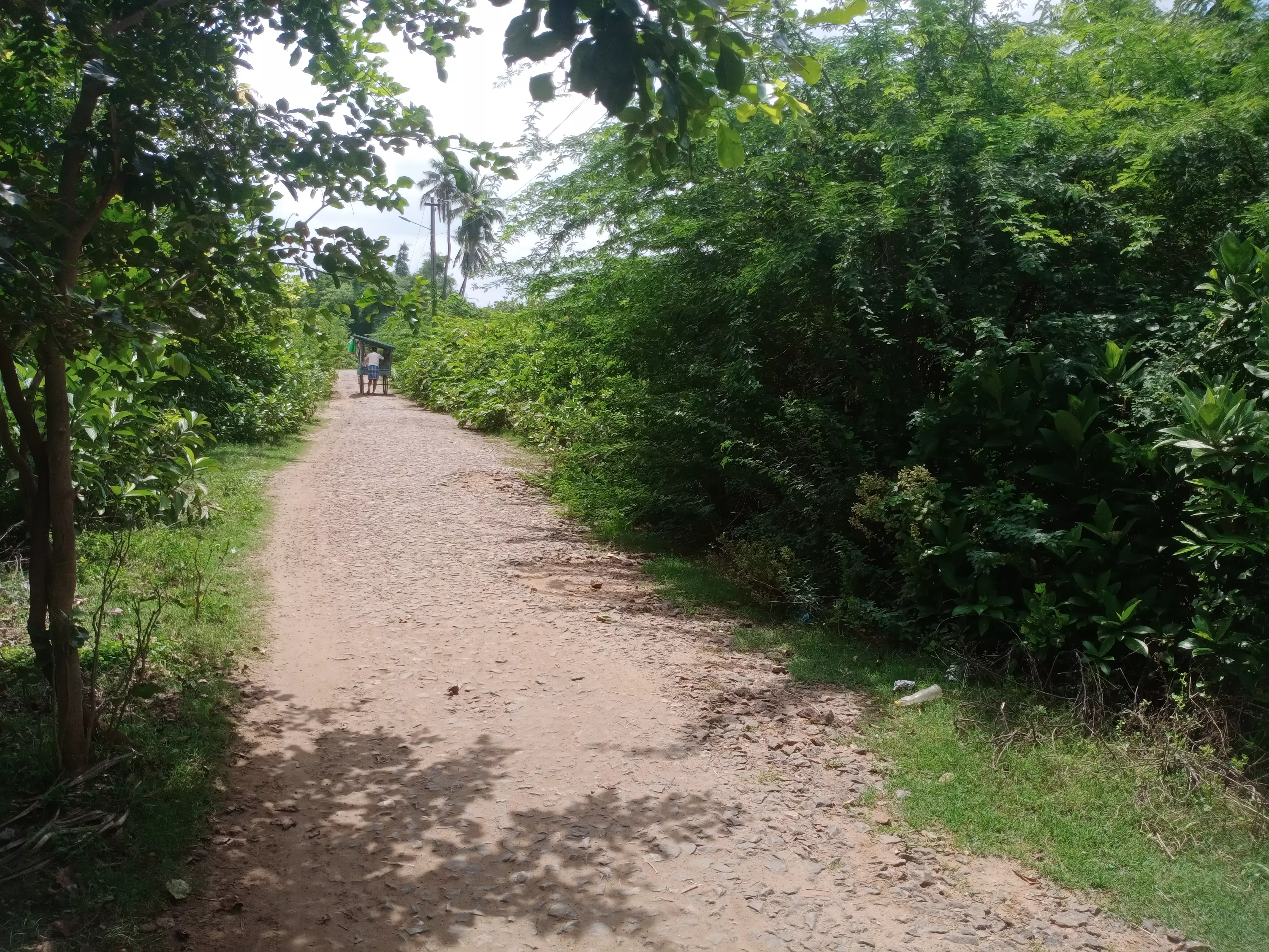 சாலையை ஆக்கிரமித்த செடி, கொடிகள் சாலையை ஆக்கிரமித்த செடி, கொடிகள்