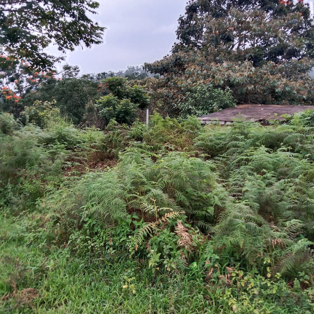 புதர் செடிகள் அகற்றப்படுமா?