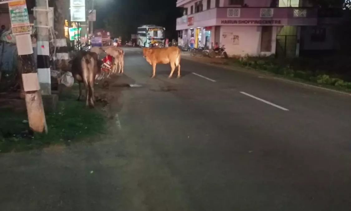 சாலையில் சுற்றி திரியும் கால்நடைகள்