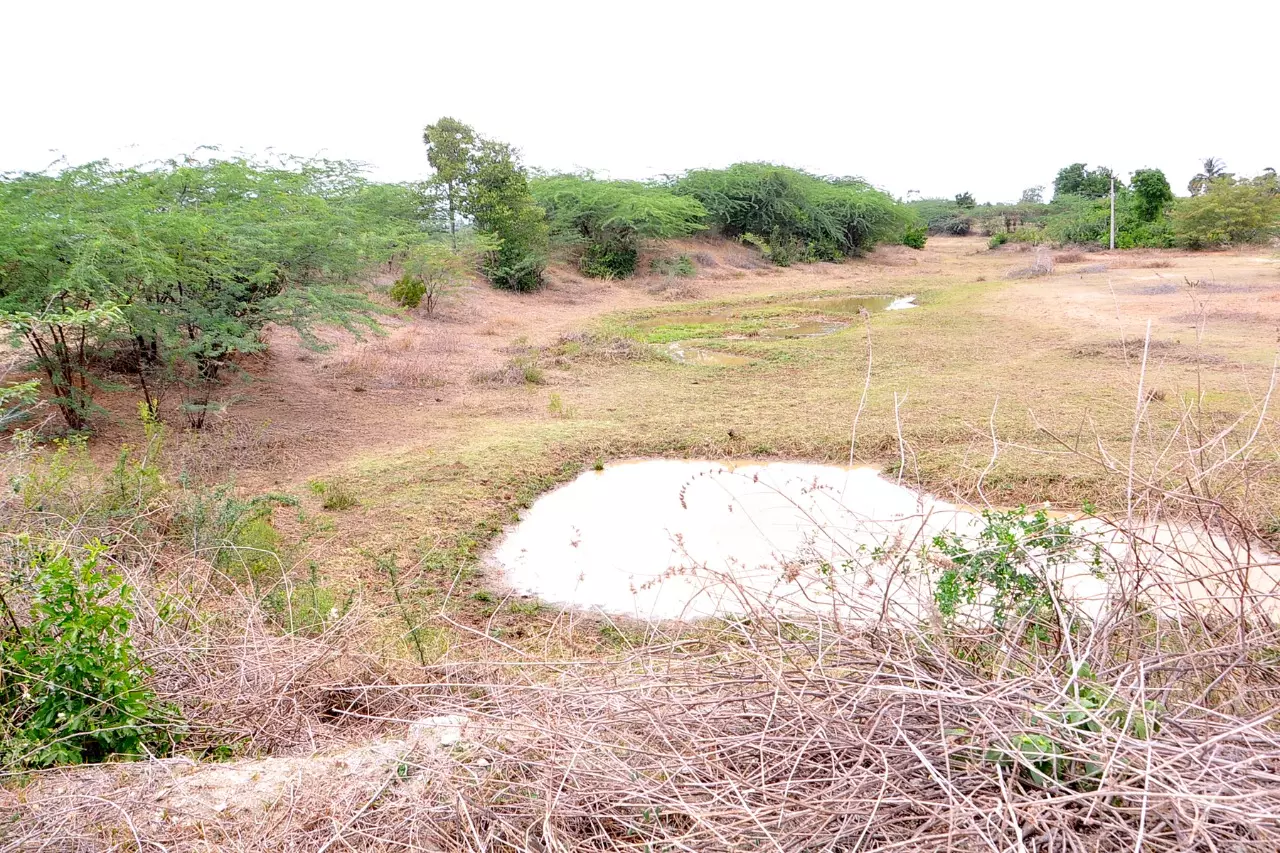 சீரமைக்கப்படாத காட்டுசோலை குளம் சீரமைக்கப்படாத காட்டுசோலை குளம்