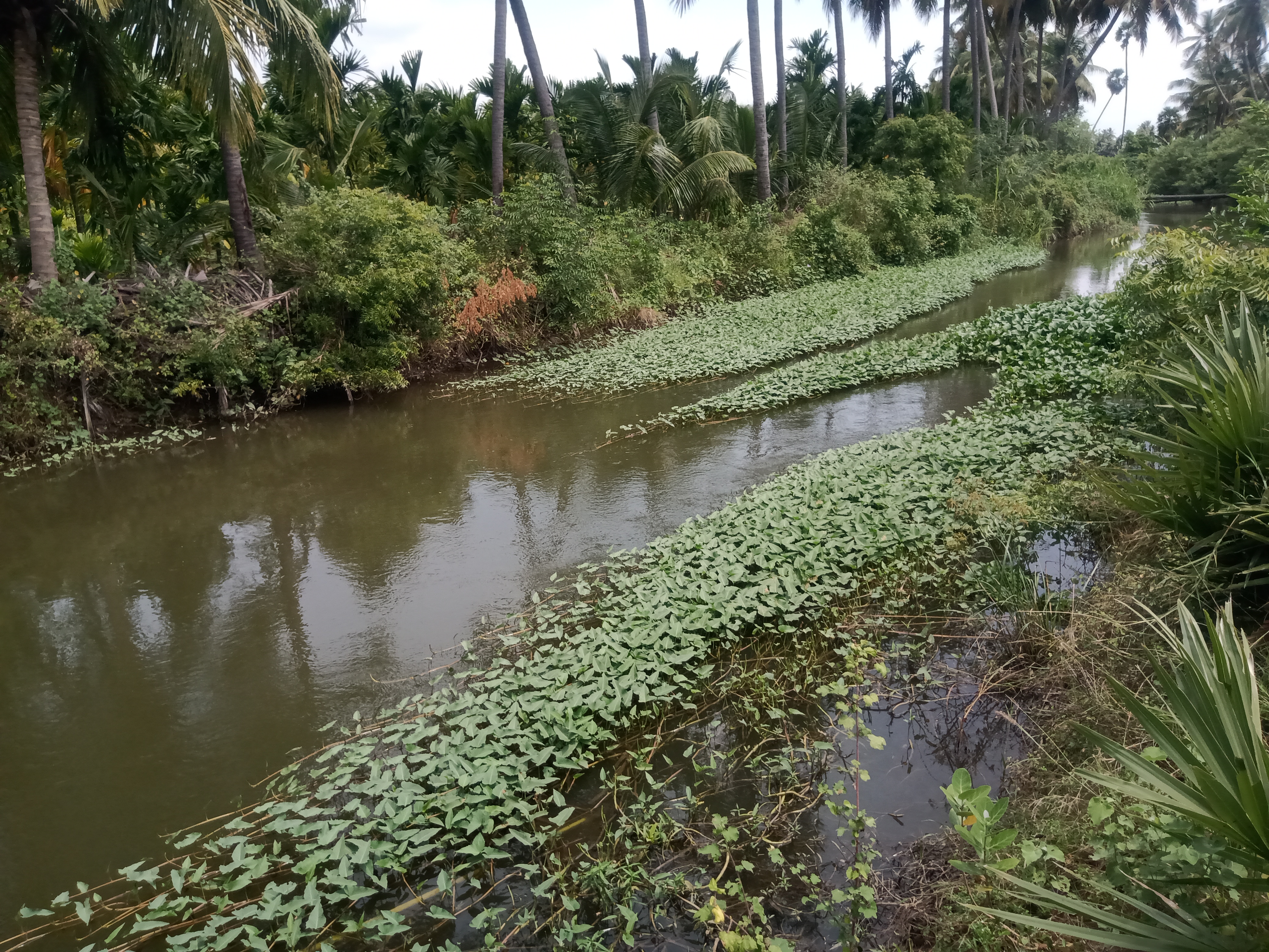 புகழூர் வாய்க்காலை தூர்வார வேண்டும்