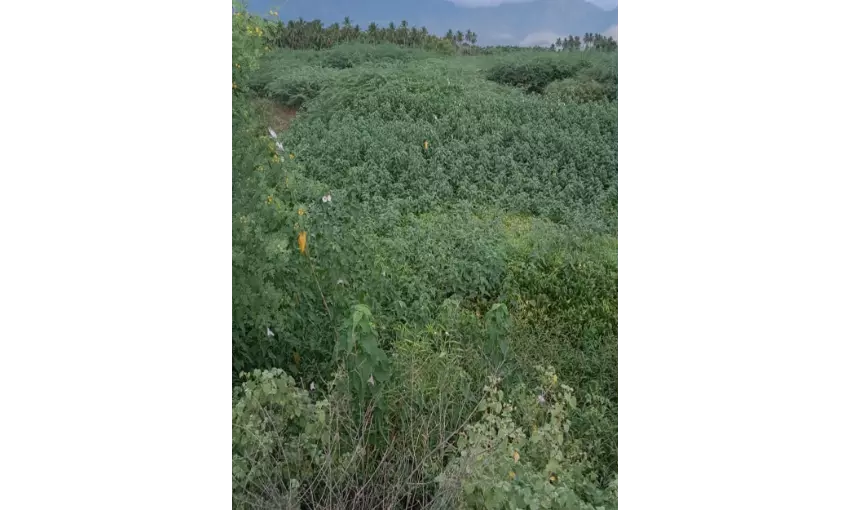 குளத்தை ஆக்கிரமித்த கருவேல மரங்கள் குளத்தை ஆக்கிரமித்த கருவேல மரங்கள்