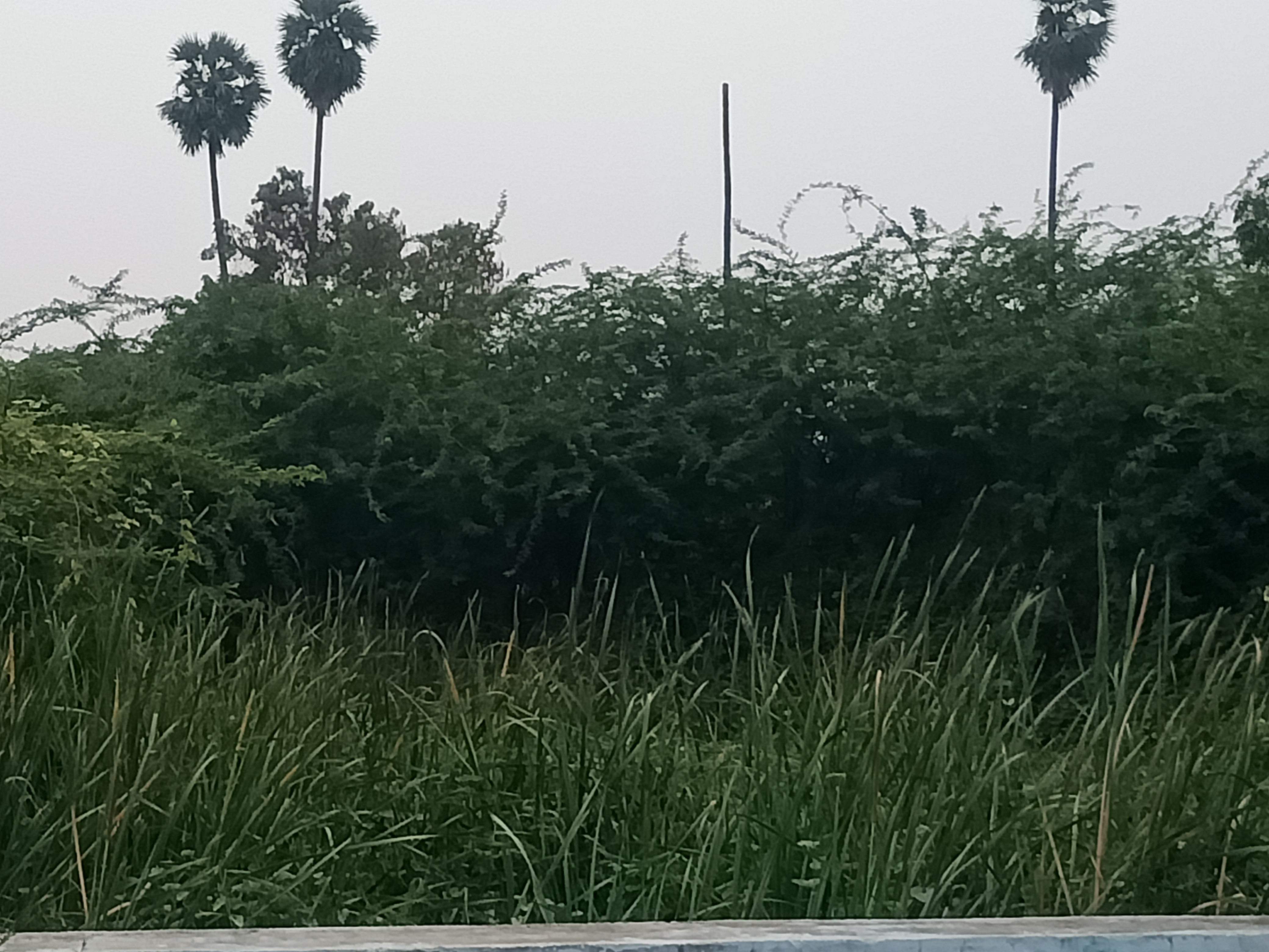 குளத்தை ஆக்கிரமித்த சம்புகள்