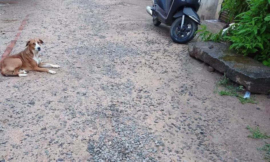 சிமெண்டு சாலை சேதம் சிமெண்டு சாலை சேதம்