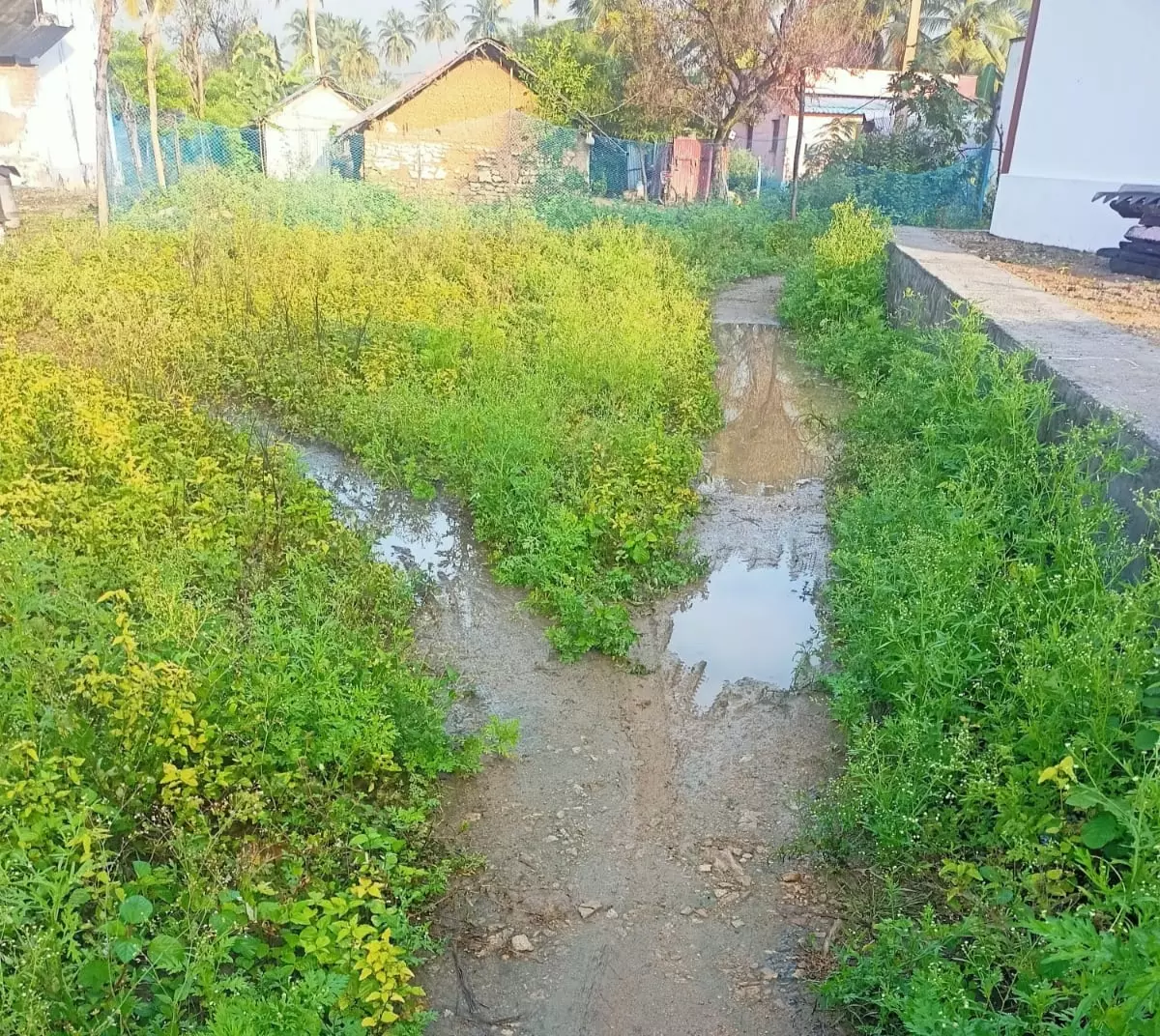 தார்சாலை அமைக்க வேண்டும் தார்சாலை அமைக்க வேண்டும்