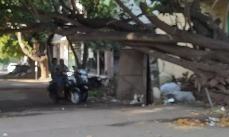 போக்குவரத்துக்கு இடையூறாக மரக்கிளைகள் போக்குவரத்துக்கு இடையூறாக மரக்கிளைகள்