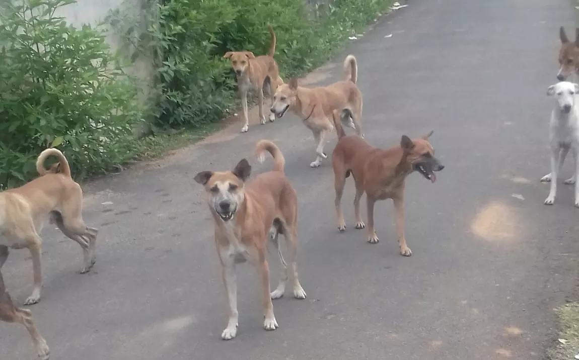 நாய்கள் தொல்லை