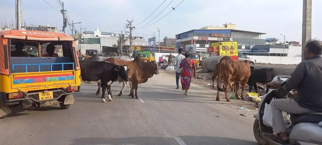 கால்நடைகள் தொல்லை கால்நடைகள் தொல்லை