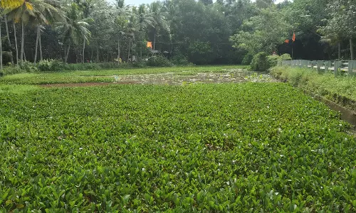 குளத்தை தூர்வார வேண்டும்