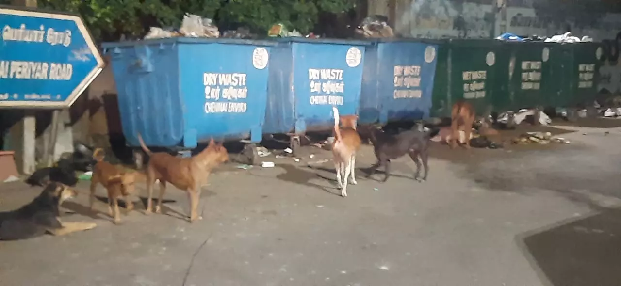 நாய்கள் தொல்லை நாய்கள் தொல்லை