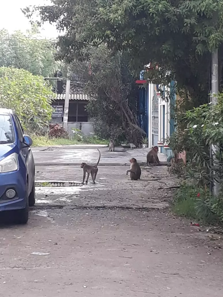 குரங்குகள் தொல்லை