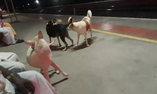 தெருநாய்களால் ரெயில் பயணிகள் அச்சம்