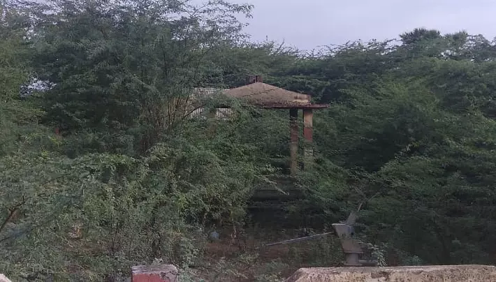 காடாக மாறிய சுடுகாடு