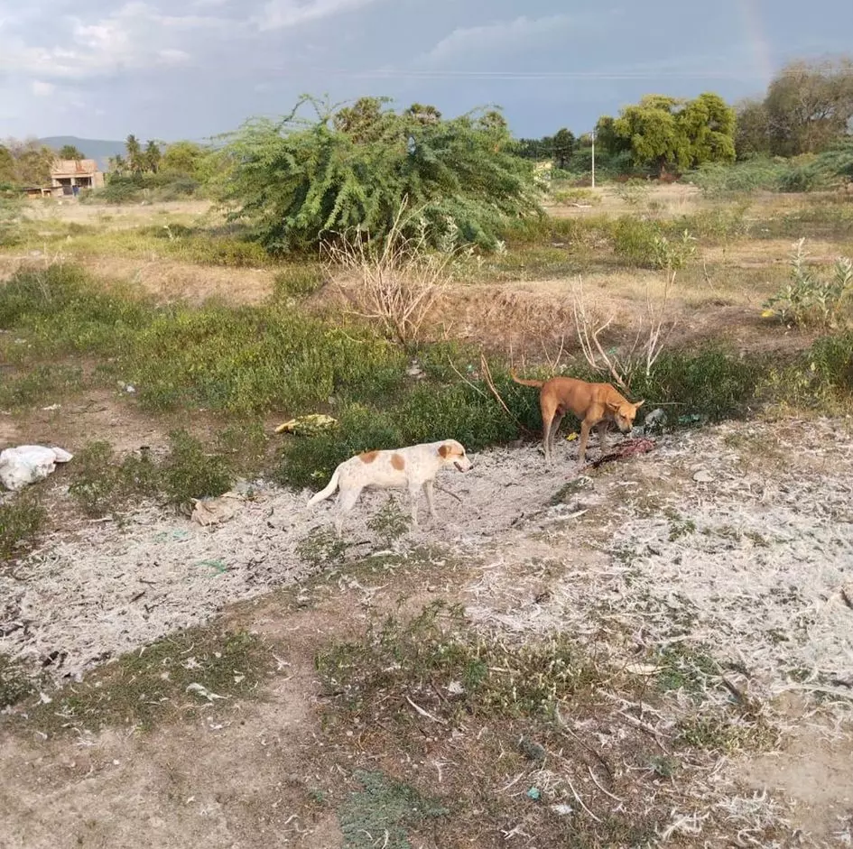 குளத்தில் இறைச்சி கழிவுகள்