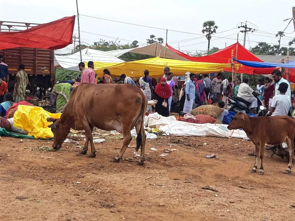 வாரச்சந்தையில் மாடுகள் தொல்லை வாரச்சந்தையில் மாடுகள் தொல்லை