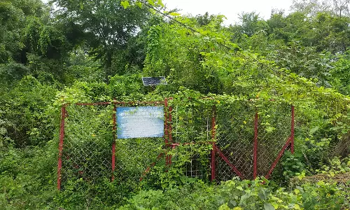 செடி கொடிகளை அகற்ற வேண்டும்