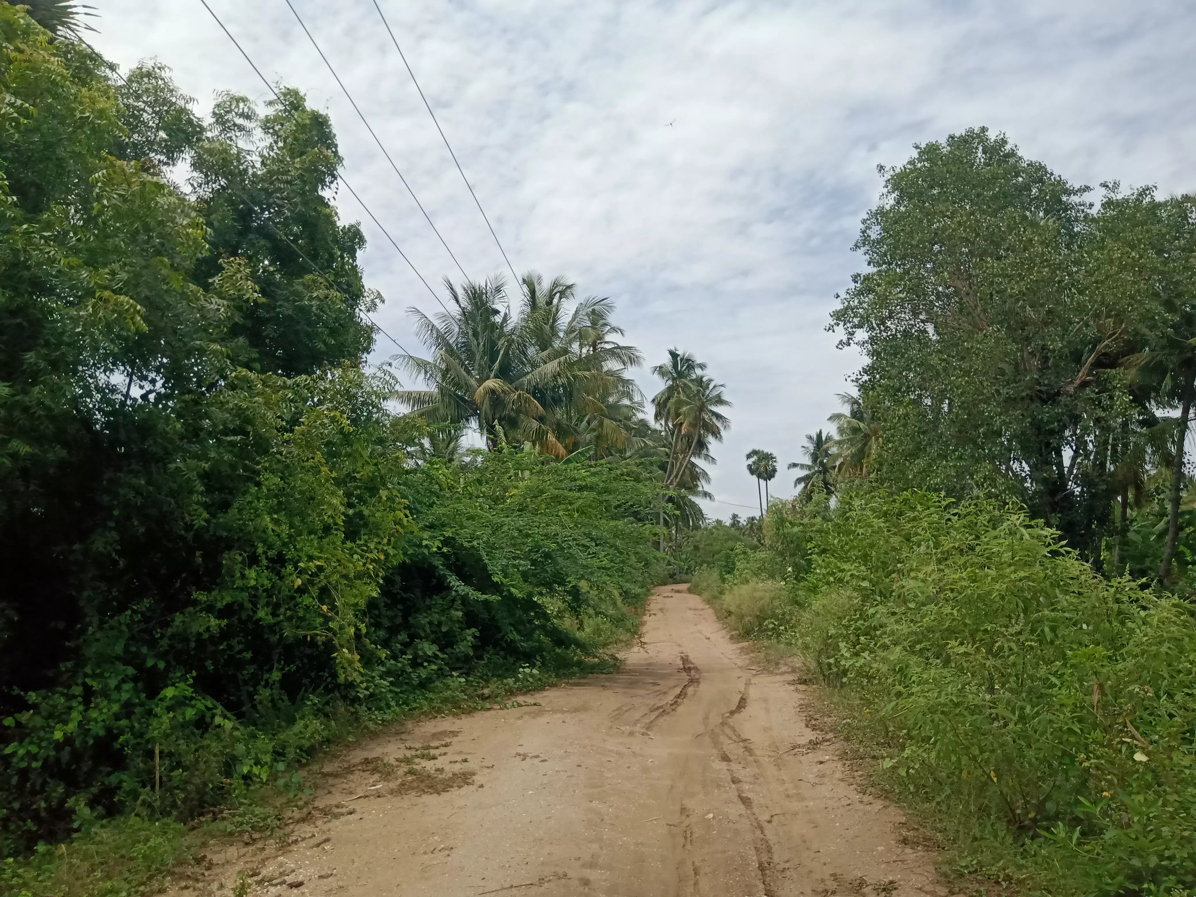 தாழ்வாக செல்லும் மின்கம்பிகள் தாழ்வாக செல்லும் மின்கம்பிகள்