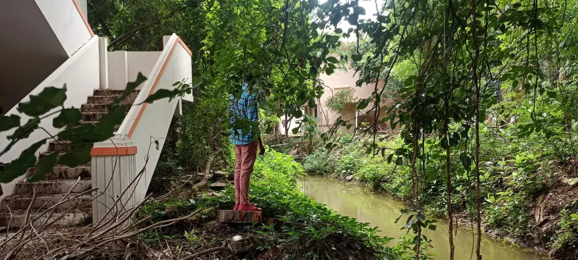 செடி, கொடிகள் அகற்றப்படுமா?