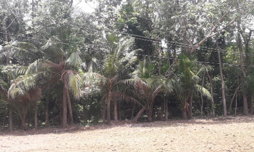 தாழ்வாக செல்லும் மின் கம்பிகள்