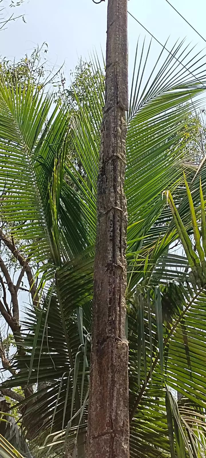 ஆபத்தான மின் கம்பம் ஆபத்தான மின் கம்பம்