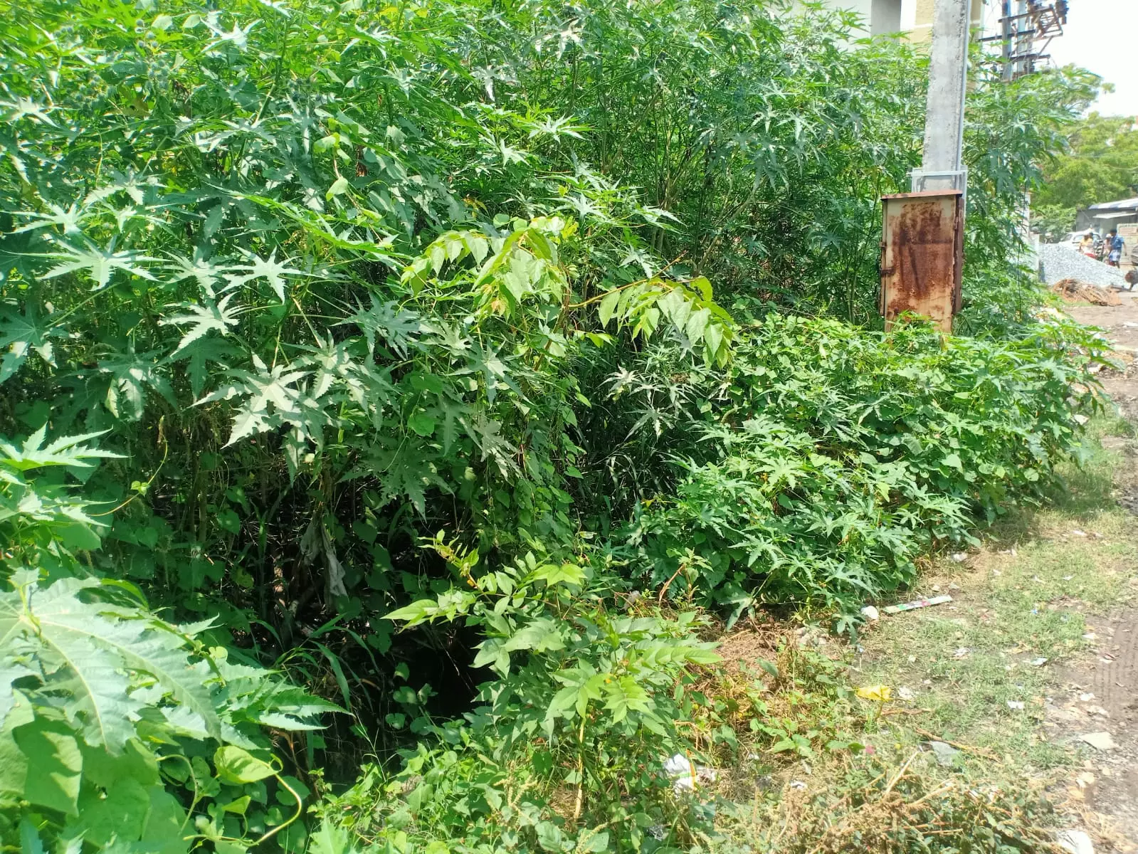 சாக்கடை கால்வாய் தூர்வாரப்படுமா? சாக்கடை கால்வாய் தூர்வாரப்படுமா?